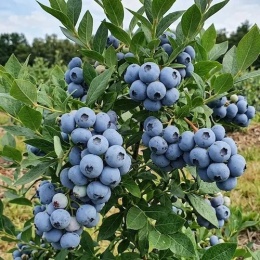 Borówka wysoka Bluecrop z owocami