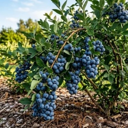 Borówka amerykańska Nelson