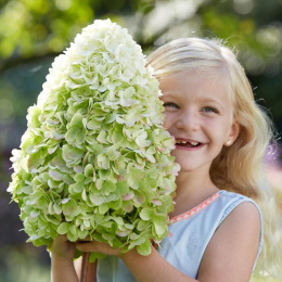 Hortensja bukietowa 'Hercules' PBR Hydrangea paniculata