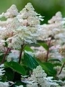 Hortensja bukietowa 'Early Harry' PBR Hydrangea paniculata Hortensja bukietowa 'Early Harry' PBR Hydrangea paniculata
