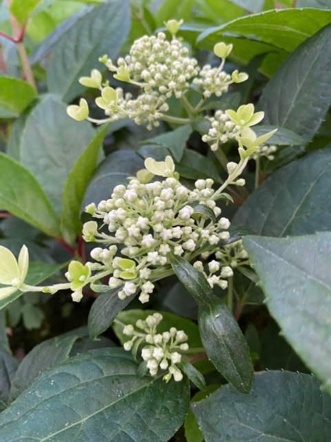 Hortensja bukietowa 'Early Harry' PBR Hydrangea paniculata Hortensja bukietowa 'Early Harry' PBR Hydrangea paniculata