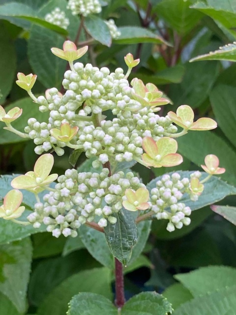 Hortensja bukietowa 'Early Harry' PBR Hydrangea paniculata Hortensja bukietowa 'Early Harry' PBR Hydrangea paniculata