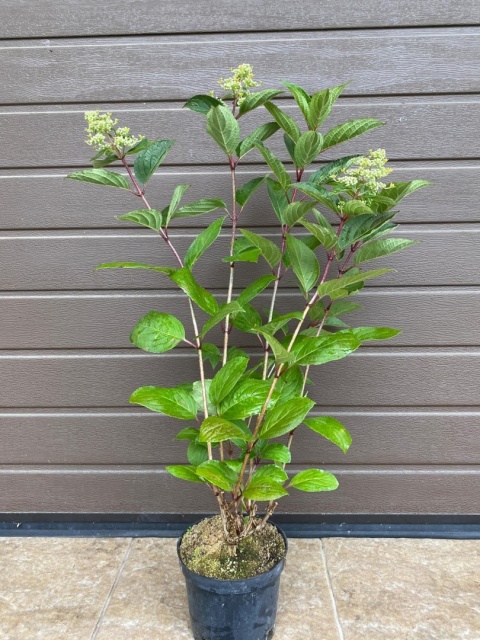 Hortensja bukietowa 'Early Harry' PBR Hydrangea paniculata Hortensja bukietowa 'Early Harry' PBR Hydrangea paniculata