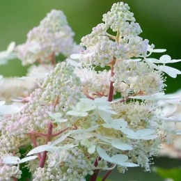 Hortensja bukietowa Early Harry w doniczce 3L