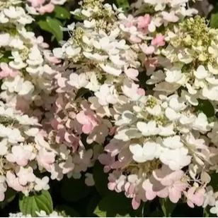 Hortensja bukietowa Early Harry kwitnie najwcześniej