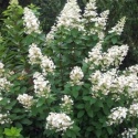 Hortensja bukietowa Great Escape sadzonka FarmaPlants