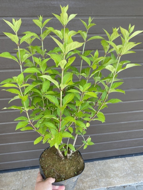 Hortensja bukietowa 'Hercules' PBR Hydrangea paniculata Hortensja bukietowa 'Hercules' PBR Hydrangea paniculata