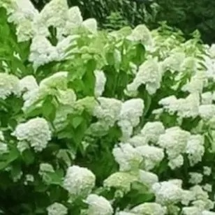 Hortensja bukietowa Hercules kwiaty giganty