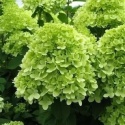 Hortensja bukietowa Limelight FarmaPlants