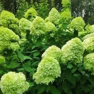 Hortensja bukietowa Limelight w doniczce 3L