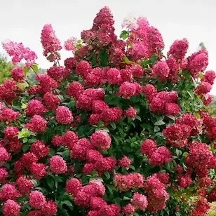 Hortensja bukietowa Magical Fire w doniczce 3L