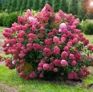 Hortensja bukietowa Magical Flame