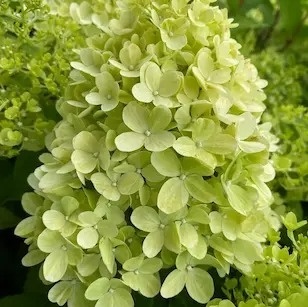 Hortensja bukietowa Mojito Farmaplants