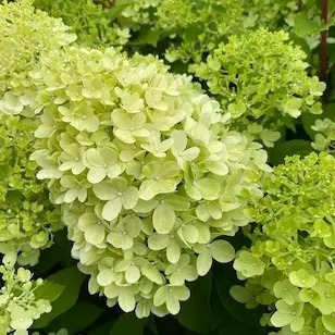 Hortensja bukietowa Mojito