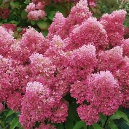 Hortensja bukietowa Petite Flori FarmaPlants