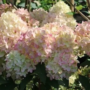 Hortensja bukietowa Petite Flori szkółka FrmaPlants