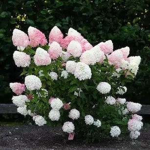 Hortensja bukietowa Pink&Rose szkółka FarmaPlants