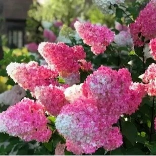 Hortensja bukietowa Pink&Rose w doniczce 3L FarmaPlants