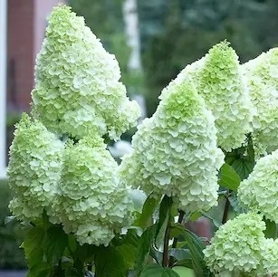 Hortensja bukietowa Polar Bear gigantyczne białe kwiaty sadzonka FarmaPlants