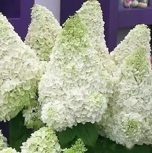 Hortensja bukietowa Polar Bear / Miś Polarny FarmaPlants