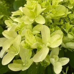 Hortensja bukietowa Skyfall w doniczce 3L