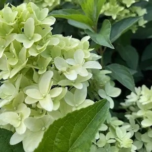 Hortensja bukietowa Skyfall kwiaty przypominające hiacynty sadzonka FarmaPlants