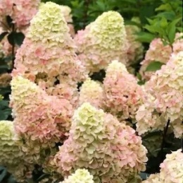 Hortensja bukietowa Sunday Fraise FarmaPlants