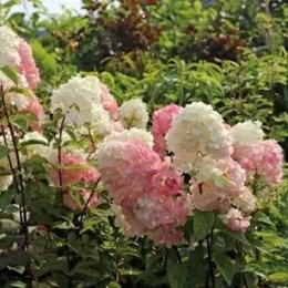 Hortensja bukietowa Sunday Fraise w doniczce 3L