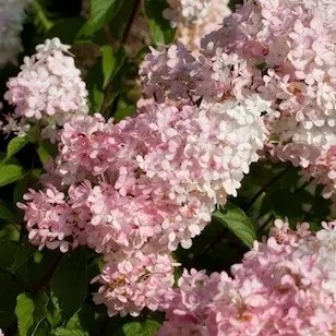 Hortensja bukietowa Sunday Fraise szkółka FarmaPlants