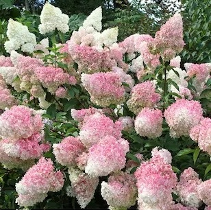 Hortensja bukietowa Vanille Fraise FarmaPlants