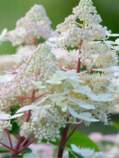 Hortensja bukietowa 'Early Harry' PBR Hydrangea paniculata Hortensja bukietowa 'Early Harry' PBR Hydrangea paniculata