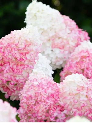 'Pink & Rose' PBR 'Pink & Rose' PBR