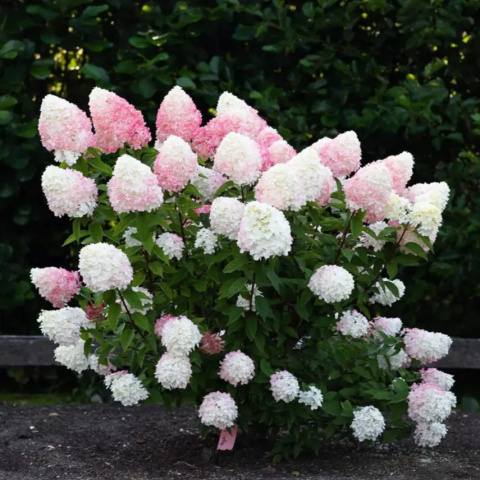 'Pink & Rose' PBR 'Pink & Rose' PBR