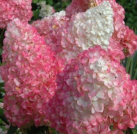 'Vanille Fraise' PBR 'Vanille Fraise' PBR