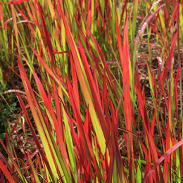 Imperata Cylindica RED BARON