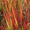 Imperata Cylindrica Red Baron