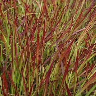 Imperata Cylindrica Red Baron