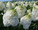 'Magical Mont Blanc' PBR
