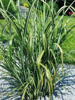 Miscanthus sinensis Cabaret w ogrodzie