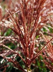 Miscanthus sinensis Ferner Osten w pełni kwitnienia