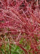 Purpurowe kwiatostany miskanta Ferner Osten Purpurowe kwiatostany miskanta Ferner Osten
