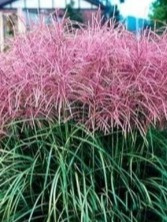 Miscanthus sinensis Ferner Osten w pełni kwitnienia Miscanthus sinensis Ferner Osten w pełni kwitnienia
