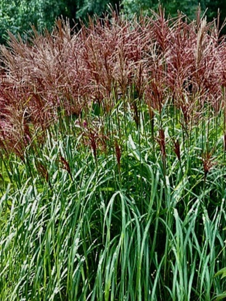 Kwiatostany Miscanthus Grosse Fontäne na tle rabaty Kwiatostany Miscanthus Grosse Fontäne na tle rabaty