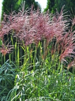 Miscanthus sinensis Grosse Fontäne w ogrodzie naturalistycznym Miscanthus sinensis Grosse Fontäne w ogrodzie naturalistycznym