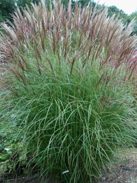 Miskant chiński Kleine Silberspinne w ogrodzie naturalistycznym Miskant chiński Kleine Silberspinne w ogrodzie naturalistycznym