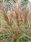Miscanthus sinensis Kleine Silberspinne z bliska