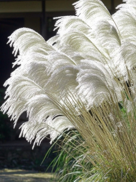 Miscanthus sinensis MEMORY Miscanthus sinensis MEMORY