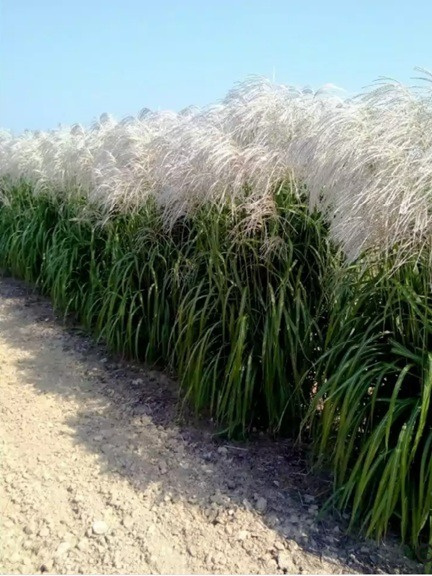 Miscanthus sinensis MEMORY Miscanthus sinensis MEMORY