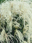 Miscanthus sinensis MEMORY
