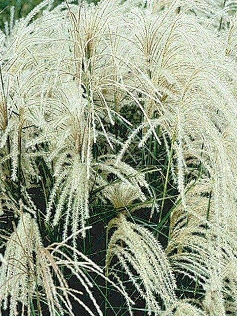Miscanthus sinensis MEMORY Miscanthus sinensis MEMORY